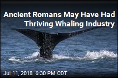 Ancient Romans May Have Had Thriving Whaling Industry