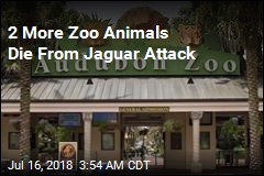 2 More Zoo Animals Die From Jaguar Attack