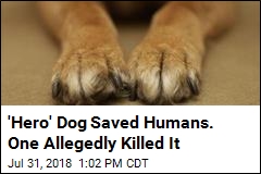 &#39;Hero&#39; Dog Saved Humans. One Allegedly Killed It