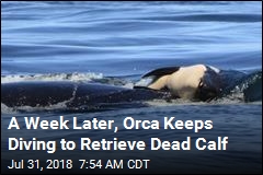 A Week Later, Orca Still Carrying Its Dead Calf