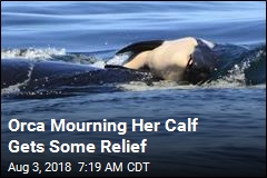 Orca Mourning Her Calf Gets Some Relief