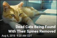 Cats Being Killed in Macabre Way in One Washington County