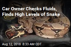 Car Owner Checks Fluids, Finds High Levels of Snake