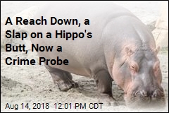 A Reach Down, a Slap on a Hippo&#39;s Butt, Now a Crime Probe