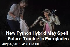 Hybrid Everglades Pythons May Spell Trouble in Florida