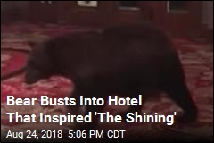 This Bear Has Something in Common With Stephen King