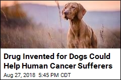 Canine Cancer Drug Could Offer Hope to Humans