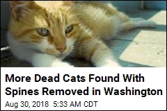 Macabre Killing of Cats in Washington Getting Worse