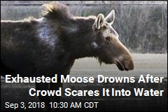Moose Threatened by Gawking Crowd Retreats to Lake, Drowns