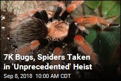 7K Bugs, Spiders Taken in &#39;Unprecedented&#39; Heist