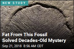 Fat From This Fossil Solved Decades-Old Mystery