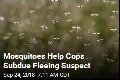 Mosquitoes Help Cops Subdue Fleeing Suspect