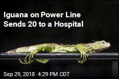 Iguana on Power Line Sends 20 to a Hospital