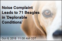 Noise Complaint Leads to 71 Beagles in &#39;Deplorable Conditions&#39;