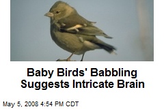 Baby Birds' Babbling Suggests Intricate Brain