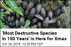 &#39;Most Destructive Species&#39; Could Be in Your Xmas Tree