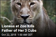 Lioness Kills Father of Her Three Cubs