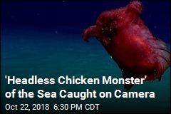 Meet The Deep Sea&#39;s &#39;Headless Chicken Monster&#39;