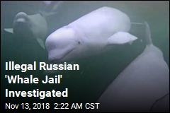 Illegal Russian &#39;Whale Jail&#39; Investigated