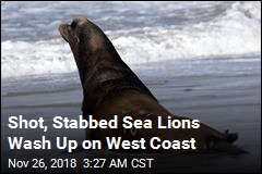 Shot, Stabbed Sea Lions Wash Up on West Coast