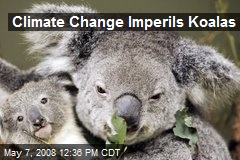 Climate Change Imperils Koalas