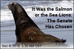 Senate Streamlines Process to Kill Sea Lions in Pacific NW