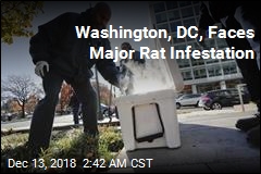 Washington, DC Faces With Major Rat Infestation
