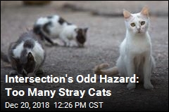 Weird Intersection Hazard: 100 Stray Cats