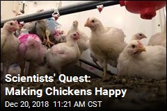 Scientists&#39; Quest: Making Chickens Happy