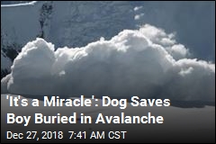 Rescue Dog Saves Boy Buried in Avalanche