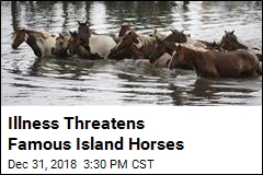 Illness Threatens Famous Island Horses