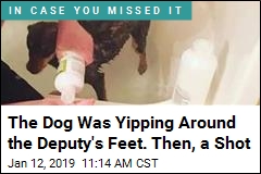Deputy Loses Job for Shooting Barking Chihuahua