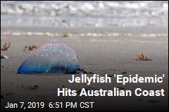 Thousands Stung as Jellyfish Invade Australian Coast