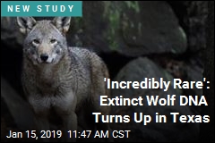 &#39;Incredibly Rare&#39;: Extinct Wolf DNA Turns Up in Texas
