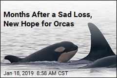 Fresh Face, Fresh Hope for Struggling Orcas