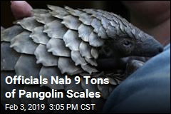 Officials Nab &#39;Record Haul&#39; of Pangolin Scales