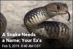 Think Your Ex Is a Snake? Here&#39;s the Ideal Valentine&#39;s Gift