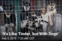 &#39;It&#39;s Like Tinder, but With Dogs&#39;