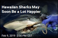 Hawaain Sharks May Soon Be a Lot Happier