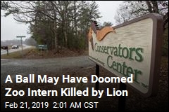 Witness Explains How Lion Was Able to Reach, Kill Zoo Intern