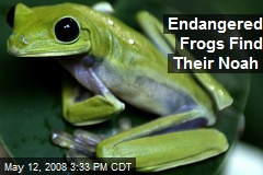Endangered Frogs Find Their Noah