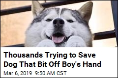 Thousands Trying to Save Dog That Bit Off Boy&#39;s Hand