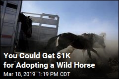Adopt a Wild Horse or Burro, Get $1K