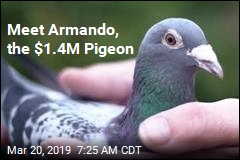 Meet Armando, the $1.4M Pigeon