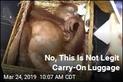 Poor Idea: Tourist Smuggling Drugged Orangutan in Luggage