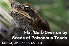 Fla. &#39;Burb Overrun by Scads of Poisonous Toads