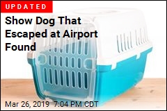 Show Dog Disappears at Atlanta Airport