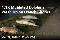 1.1K Mutilated Dolphins Wash Up on French Shores