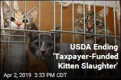 USDA Ending Experiments That Killed Thousands of Cats