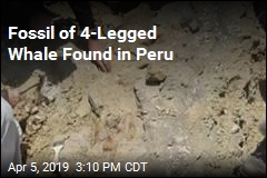 Fossil of 4-Legged Whale Found in Peru